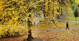 Un hombre camina entre los árboles, ocres y dorados por el otoño, del parque de doña Casilda en Bilbao. EFE