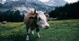 Imagen de archivo de una vaca pastando.