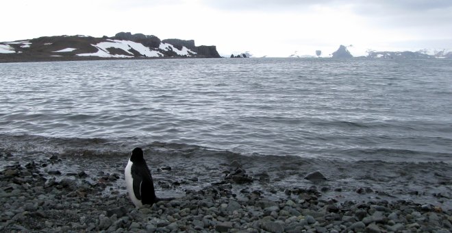 Un pingüino se ve cerca de la base argentina de Carlini en la Antártida/REUTERS