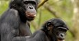 Dos ejemplares de bonobos, una especie amenazada. GPS