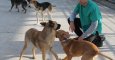 El Centro de Protección Animal de Movera ha dado en adopción 530 perros en los últimos dos años, periodo en el que ingresaron 525/PÚBLICO