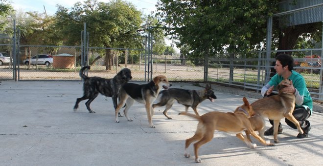 El Centro de Protección Animal de Movera ha dado en adopción 530 perros en los últimos dos años, periodo en el que ingresaron 525.