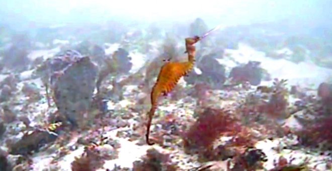 Nueva especie de dragón marino observado en la costa de Australia.-SCRIPPS INSTITUTION