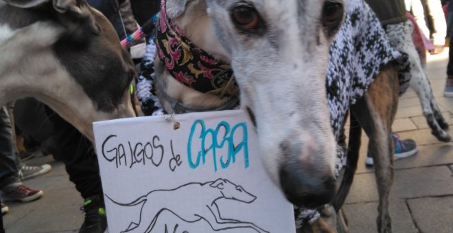 Cientos de personas y sus galgos se congregan contra la caza con perros. /@golondrinadnata