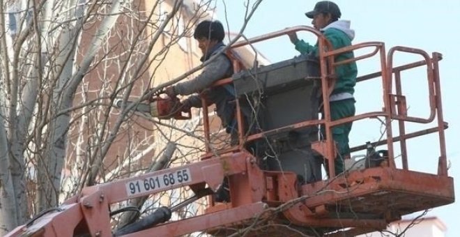 Un par de trabajadores extranjeros podan un árbol en Madrid. E.P.