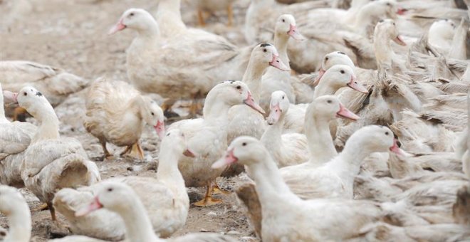 La Generalitat de Cataluña ha detectado un primer brote de gripe aviar en una granja de 17.300 patos de engorde al aire libre ubicada en el municipio de Sant Gregori (Girona), que ya están siendo sacrificados. EFE/Robin Townsend