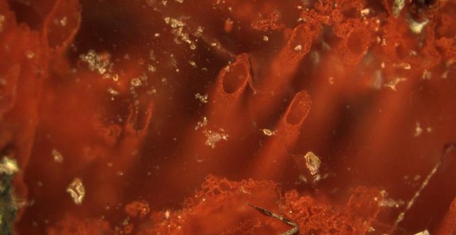 Microfósiles de los primeros organismos vivos de la Tierra, hallados en antiguas fumarolas submarinas. EFE/Matt Dodd