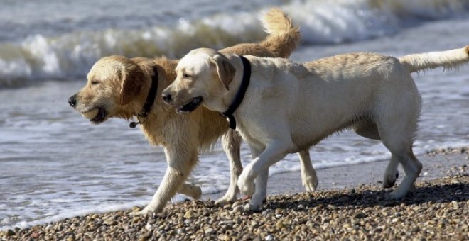 Dos perros en la playa. | EFE