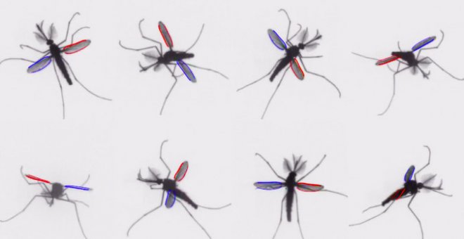 Los mosquitos usan un mecanismo inusual en el mundo de los insectos para volar. /  Bomphrey/Nakata/Phillips/Walker