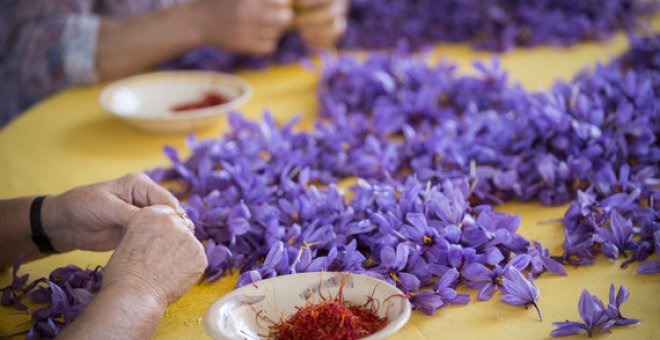 El estigma rojo de la flor del azafrán es una de las especias más antiguas y caras del mundo. / DOP Azafrán de La Mancha