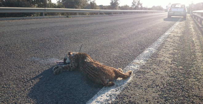 Un lince atropellado en la carretera. JUANJO CARMONA (WWF)