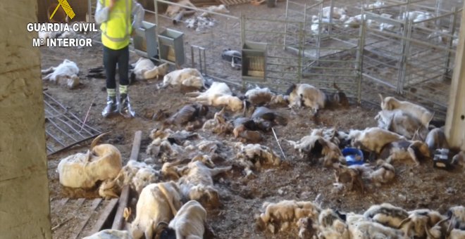 La Guardia Civil se encontró un cuadro dantesco con más de 300 animales muertos de hambre, algunos agonizando y cerca de medio centenar dañados por el hambre y la sed / SEPRONA