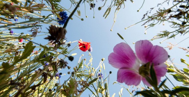 Las plantas interactúan entre ellas de la misma manera que los animales y a veces de forma mucho más compleja. /Peter Castleton