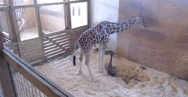 La jirafa April y su cría, vistas desde la cámara instalada en el zoo para la retransmisión del parto.