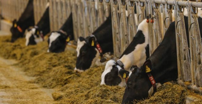 Varias vacas se alimentan en una granja robotizada./EFE