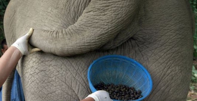 Mujer recogiendo las heces de un elefante./AP