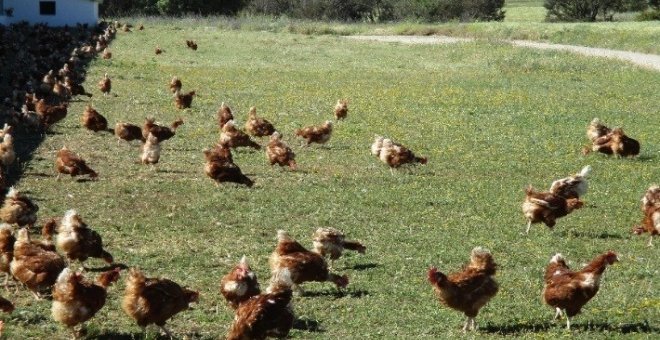 Gallinas en libertad. E.P.