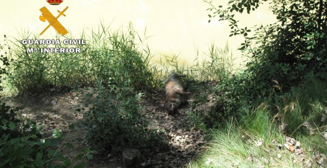 El joven de 21 años ha sido detenido como presunto autor de un delito relativo a la protección de la flora, fauna y animales domésticos.GUARDIA CIVIL