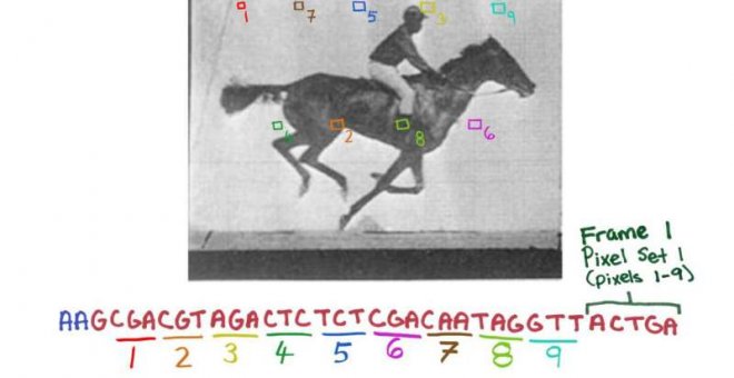 Diseño del código genético a partir de la imagen del caballo, que fue posteriormente introducido en el ADN de la bacteria /Wyss Institute at Harvard University