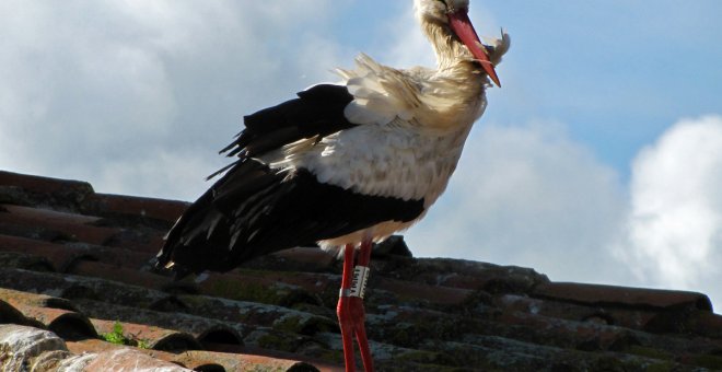 Foto de una cigüeña, especie protegida en España /Wikipedia