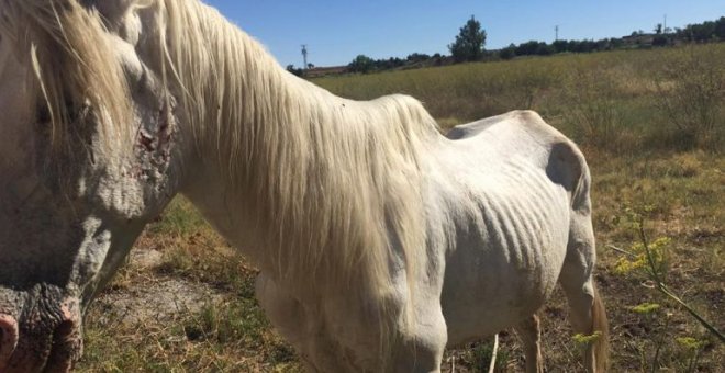 Aire, el caballo que tuvo que ser sacrificado / Defensa Animal Zaragoza
