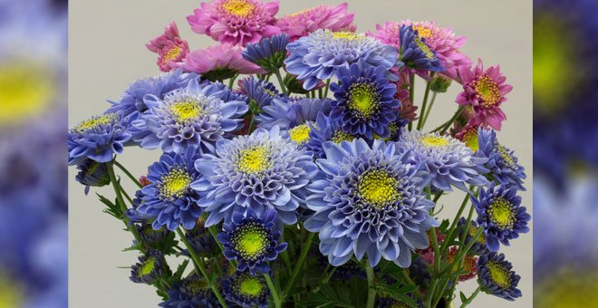 Crisantemos azules junto a los originales./NAONOBU NODA/NARO