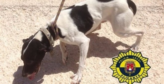 Un perro rescatado por la Unidad Canina de la Policía de Alicante en 2016 /EUROPA PRESS