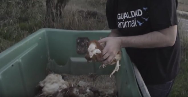 Fotograma del vídeo difundido por Igualdad Animal cuando recogen a Jane del contenedor.