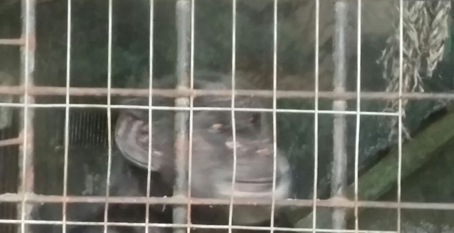 Chimpacé de el zoo de La Plata / Proyecto Gran Simio