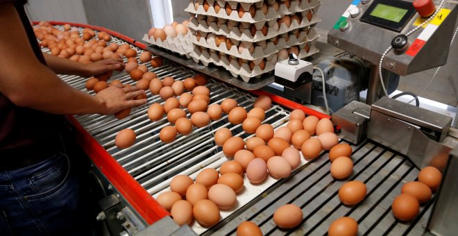 Huevos son inspeccionados en la cadena de producción antes de ser preparados para su venta en una granja de Wortel, Bélgica. REUTERS/Francois Lenoir