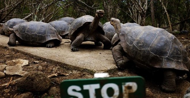 Tortugas gigantes de las Islas Galápagos. REUTERS/ Nacho Doce