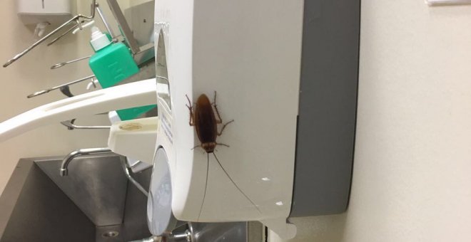 Denuncian la aparición de una cucaracha en los lavabos de los quirófanos del Hospital Gregorio Marañón. TWITTER/@AFEM2012