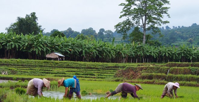 Las mujeres birmanas agricultoras no pueden heredar la tierra ni constar como propietarias. - QUERALT CASTILLO