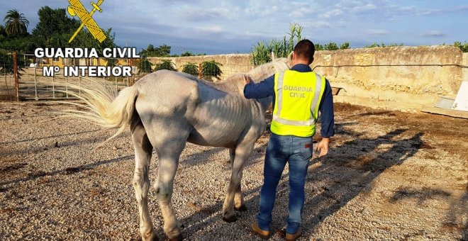 La Guardia Civil ha detenido a un hombre por dejar a su caballo más de diez días sin comida ni agua.EUROPA PRESS/GUARDIA CIVIL