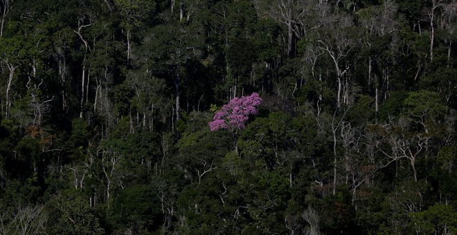 Los árboles crecen en el Amazonas en Apui, la región sur del estado de Amazonas /REUTERS (Bruno Kelly)