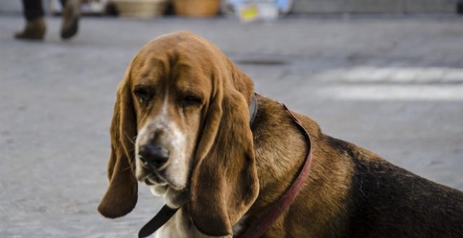 Colectivos animalistas solicitan un registro de maltratadores y que las protectoras no puedan cederles animales / EUROPA PRESS