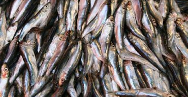 El ICES recomienda que la captura de sardina ibérica en el Cantábrico y el Atlántico para 2018 sea cero. / ICES