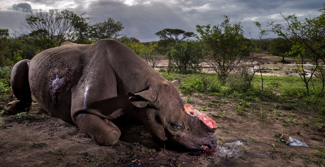 'Monumento a una especie' es la fotografía ganadora del certamen Wildlife Photographer of the Year. BRENT STIRTON