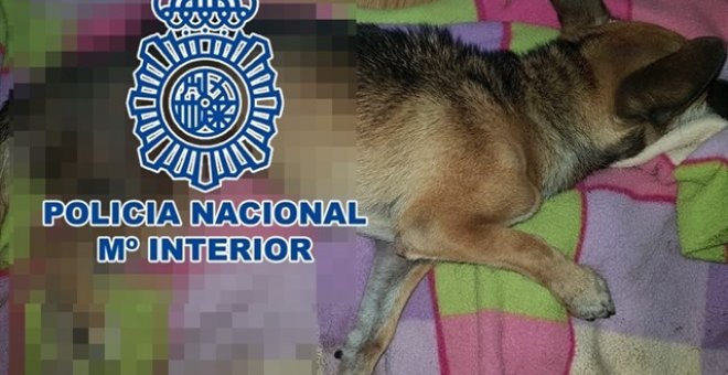 Foto de uno de los perros maltratados facilitada por la Policía Nacional de La Laguna.