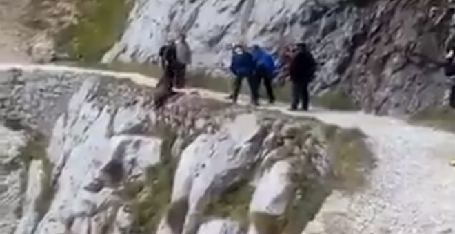 Fragmento del vídeo en el que un grupo de senderistas despeña al jabaí