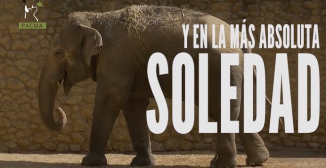 Flavia, la elefanta del zoo de Córdoba.