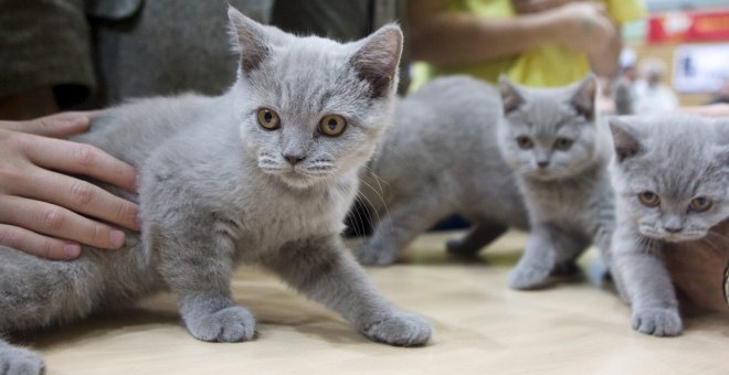 Una camada de gatos. /EFE