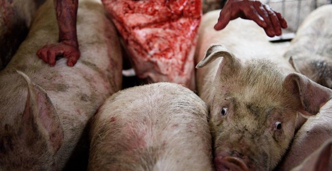 Un matadero de cerdos, parte del documental. TRAS LOS MUROS