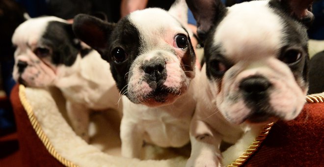 El 30% de los animales recogidos el año pasado por las protectoras eran cachorros. AFP