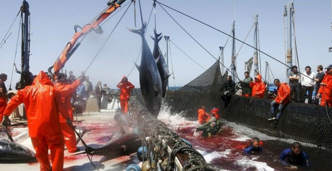 Pescadores de almadrabas suben un par de atunes de una piscina, en Zahara de los Atunes. EFE/Jorge Zapata/Archivo