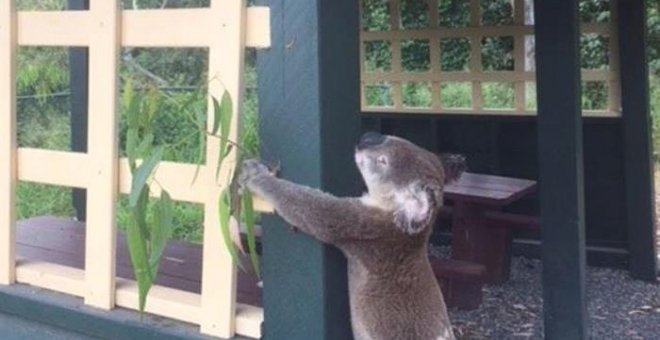 Australia investiga la muerte de un koala que apareció atornillado a un poste. / EFE