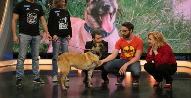 La perra Vespa acudió al programa 'El Hormiguero'. | A3