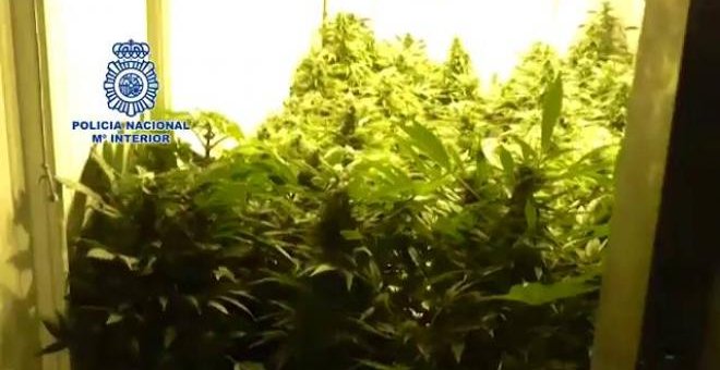 Plantación de marihuana encontrada por la Policía