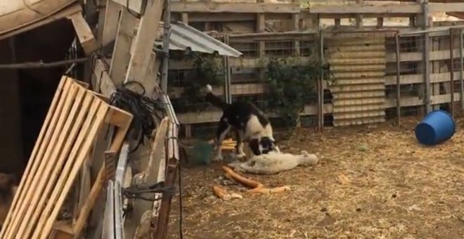 Una de las imágenes de cómo los perros de la finca sobreviven comiendo cadáveres VETERINARIA BASATI