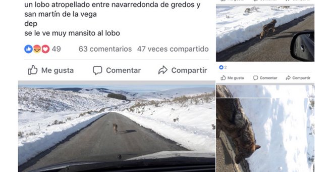 Imágenes publicadas en la página "Gredos sin lobos" de Facebook que ha sido finalmente cerrada.
